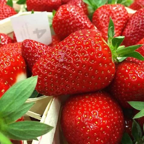 Полуниця Клері (Clery) - надранній сорт