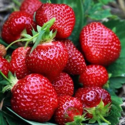 Полуниця Хоней (Honey) - надранній сорт