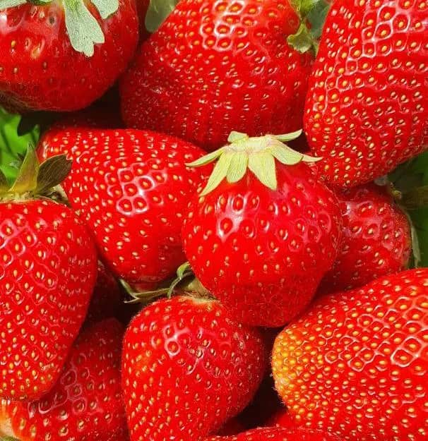 Полуниця Брілла (Fragaria moschata Brilla) - надранній