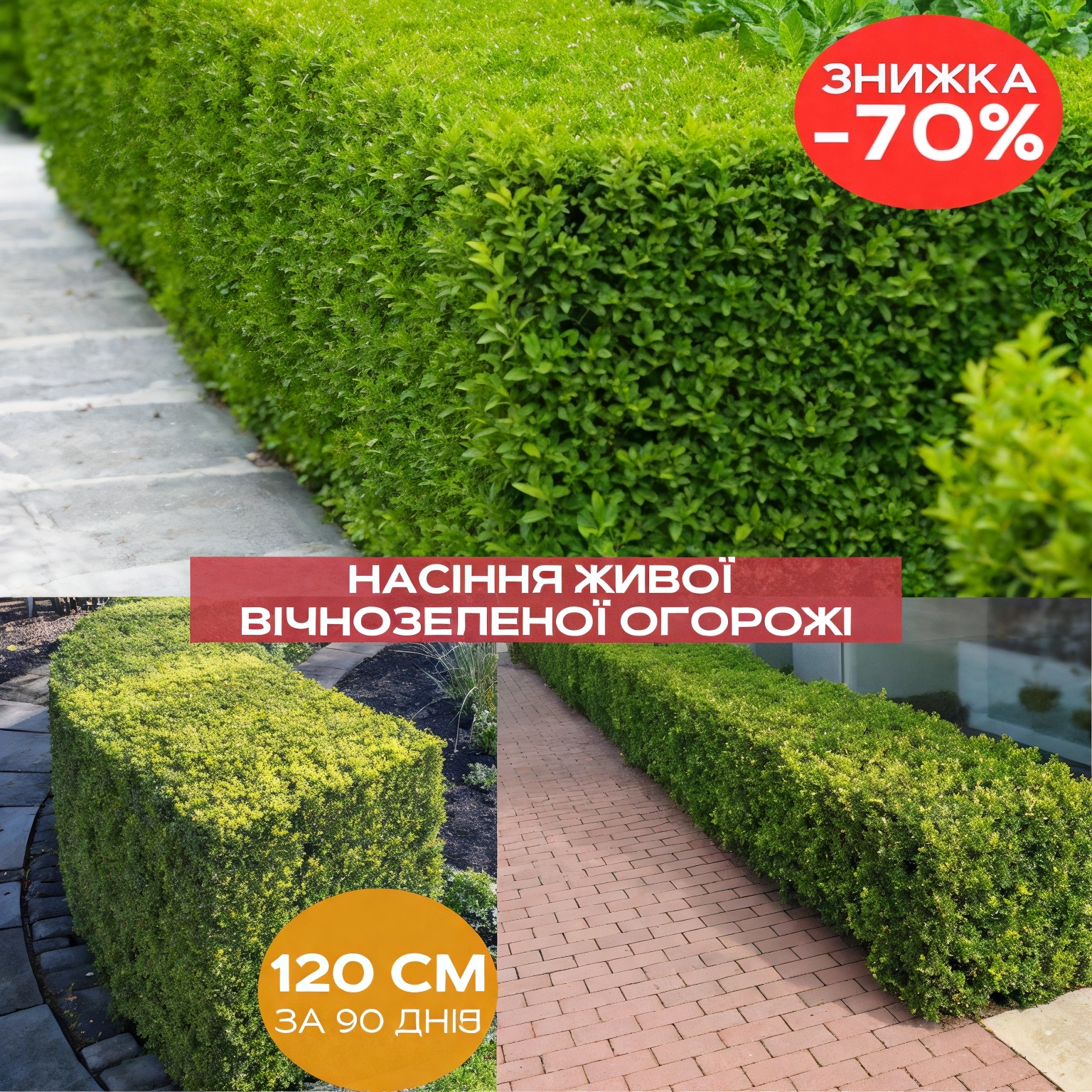 Вічнозелена огорожа