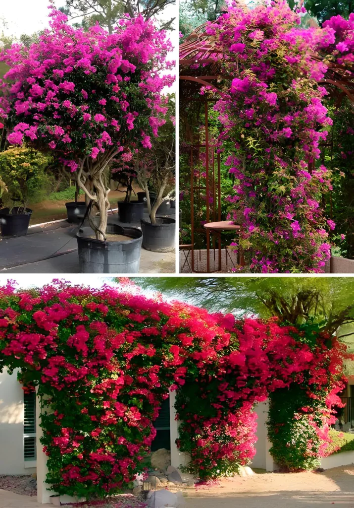 БУГЕНВІЛІЯ (25 грам) - 🌸Яскрава та легка у вирощуванні 🌸