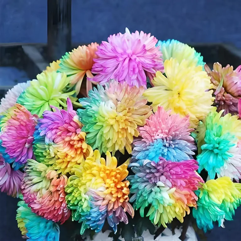КОЛЬОРОВА ХРИЗАНТЕМА - 🌸Насіння хризантеми веселки 25 грам