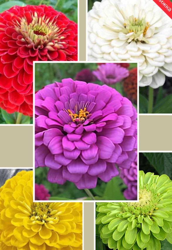 МІХ КОЛЬОРІВ 25 грам - Насіння цинії (майорів)