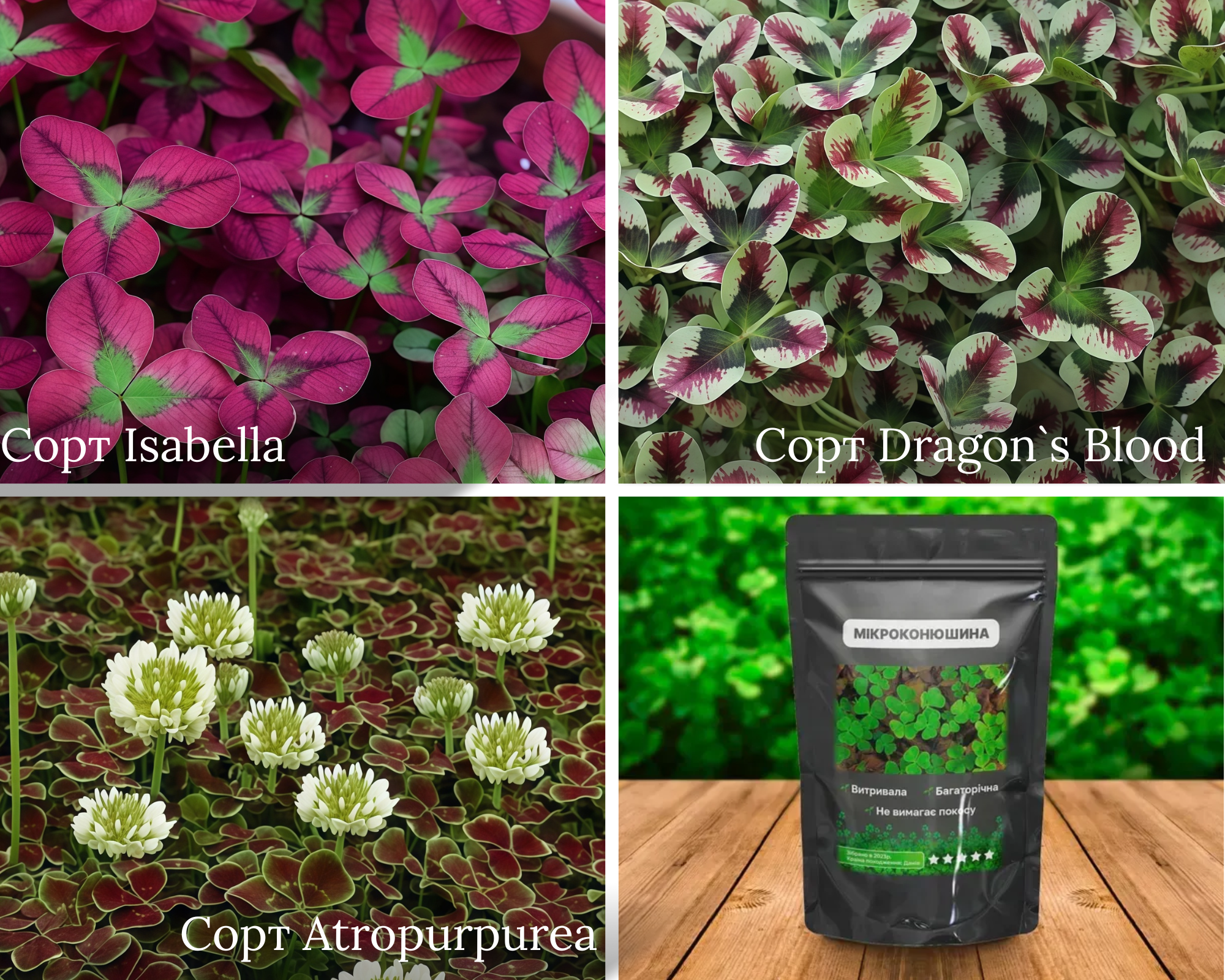 Насіння Мікро Конюшини